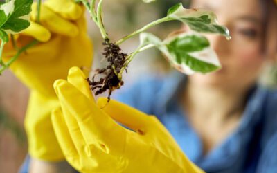 Cómo eliminar bichos del jardín: Los mejores remedios